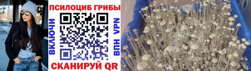 Псилоцибиновые грибы MAGIC MUSHROOMS  Купить  Сосенский 